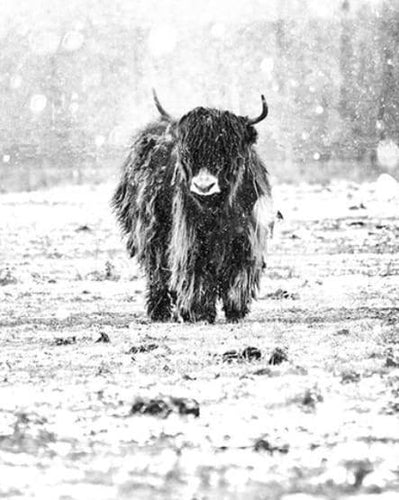 Schilderen op Nummer - Jak en wintersneeuw