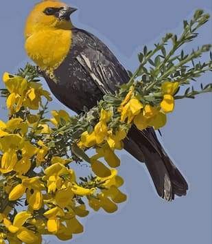Schilderen op Nummer - Gele vogel