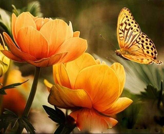 Schilderen op Nummer - Gele bloem en vlinder