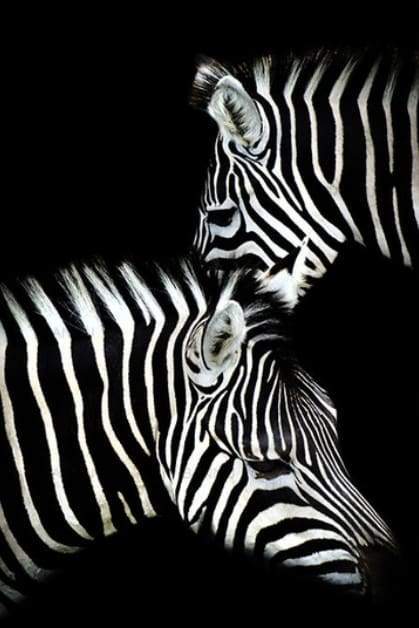 Schilderen op Nummer - Zebra wit en zwart