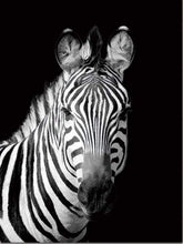 Afbeelding in Gallery-weergave laden, Schilderen op Nummer - Zebra zwart-wit gezicht
